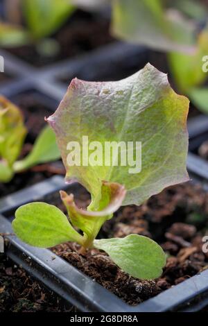 Plantules de laitue dans un plateau modulaire - Lactuca sativa 'Lollo Rossa'. Banque D'Images