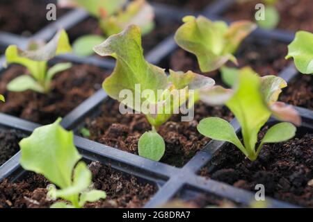 Plantules de laitue dans un plateau modulaire - Lactuca sativa 'Lollo Rossa'. Banque D'Images