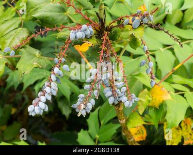 Baies bleues Mahonia aquifolium en été Banque D'Images