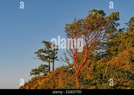 Arbutus, Douglas Fir et Garry Oak Trees, Pipers Lagoon Park, Nanaimo (Colombie-Britannique), Canada Banque D'Images