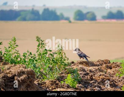 Un meurtre de grandes corneilles noires (Corvus) avec des becs larges opne pour garder au frais Banque D'Images