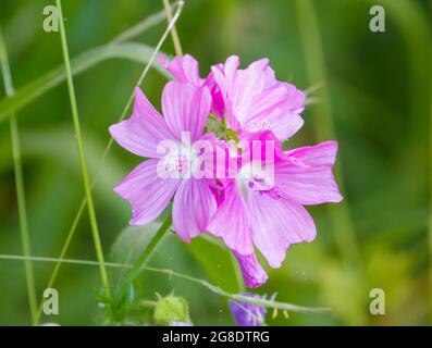 Belle fleur rose de la Musk Mallow (Malva moschata) en pleine croissance sauvage Banque D'Images