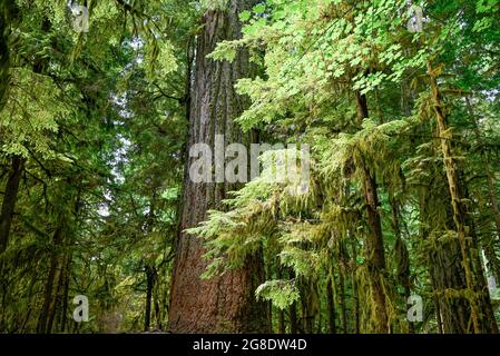 Arbre Douglas géant antique, Cathedral Grove, parc provincial MacMillan, Colombie-Britannique, Canada Banque D'Images