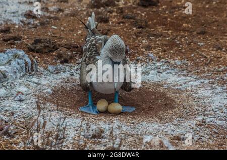 Booby à pieds bleus protégeant ses œufs aux îles Galapagos Banque D'Images