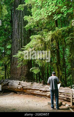 Arbre Douglas géant antique, Cathedral Grove, parc provincial MacMillan, Colombie-Britannique, Canada Banque D'Images