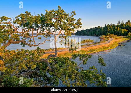 Garry Oak Trees, Pipers Lagoon Park, Nanaimo (Colombie-Britannique), Canada Banque D'Images