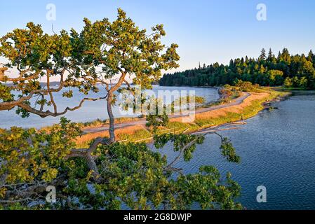 Garry Oak Trees, Pipers Lagoon Park, Nanaimo (Colombie-Britannique), Canada Banque D'Images