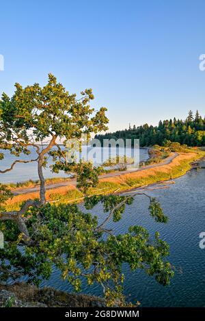 Garry Oak Trees, Pipers Lagoon Park, Nanaimo (Colombie-Britannique), Canada Banque D'Images