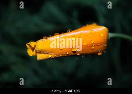 Fleur jaune-orange vif Eschscholzia (pavot californien) dans de fréquentes gouttes d'eau de pluie sur le bourgeon, fermé lors d'une journée de grand-part sur une sombre Banque D'Images