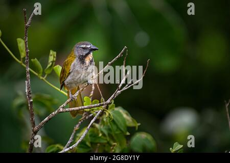 Le saltator à gorge de buff (Saltator maximus) est un oiseau de la famille des tanagistes qui mange des semences Banque D'Images