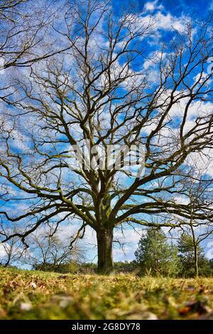 Photo verticale d'un grand arbre sans feuilles sous un ciel nuageux Banque D'Images