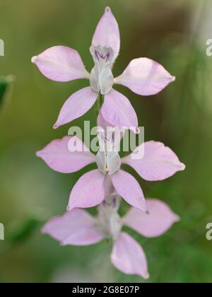 Delphinium consolida, autrement connu sous le nom de roquette larkspur, a des fleurs délicates à cinq pétales. Banque D'Images