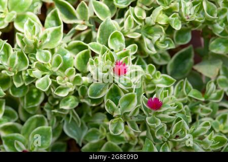 Plante de glace, bébé Sun Rose, Aptenia Cordifolia Banque D'Images