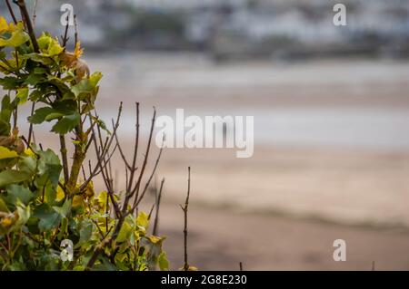 INSTOW, DEVON, ANGLETERRE- 25 juin 2021: Les gens marchent des chiens sur la plage à Insow, Devon Banque D'Images
