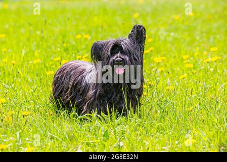 Chien noir de race terrier de skye avec langue rose sur prairie verte avec pissenlits jaunes Banque D'Images