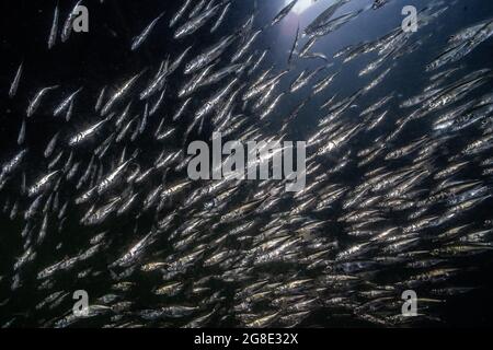 Image sous-marine d'une école de petits poissons argentés dans l'océan, dans le port de Vancouver, en Colombie-Britannique. Banque D'Images