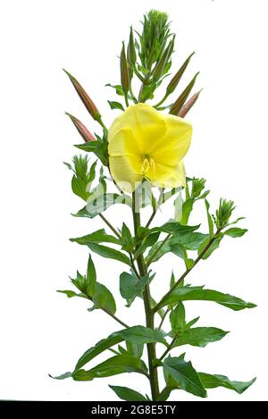 Fleur d'une onagre commune (Oenothera biennis) onagre commune sur fond blanc, studio photo, Allemagne Banque D'Images