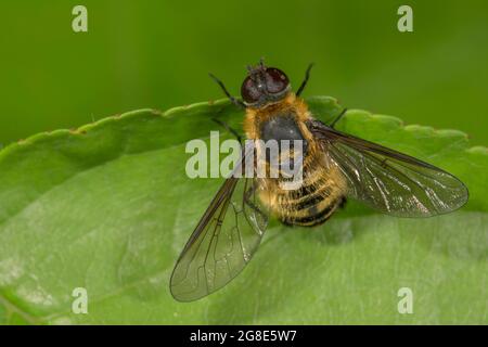 Hottentot Fly (Villa hottentotta) se bronzant sur une feuille, Baden-Wuerttemberg, Allemagne Banque D'Images