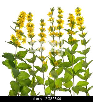 Jaune loosestrife (Lysimachia vulgaris) sur sol blanc, photo studio, Allemagne Banque D'Images