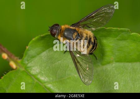 Hottentot Fly (Villa hottentotta) se bronzant sur une feuille, Baden-Wuerttemberg, Allemagne Banque D'Images