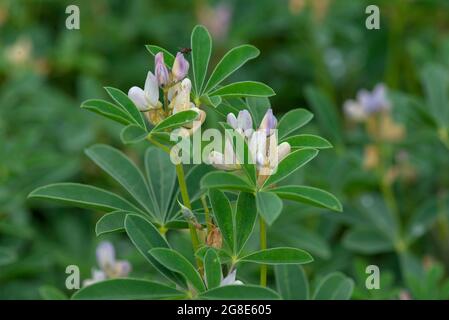 Fleurs d'un large haricot (Vicia faba), Bavière, Allemagne Banque D'Images