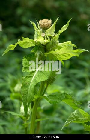 Choux Thistle (Cirsium oleraceum), Bavière, Allemagne Banque D'Images