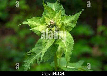 Choux Thistle (Cirsium oleraceum), Bavière, Allemagne Banque D'Images