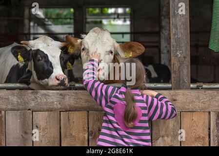 Vaches regardant hors de la grange une fille, 9 ans, en face de lui, en train de s'en empailler une, Bavière, Allemagne Banque D'Images