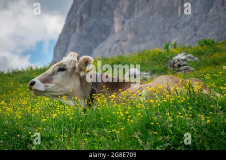 Bétail gris tyrolien dans un pâturage, Alpe di Siusi, Tyrol du Sud, Italie Banque D'Images