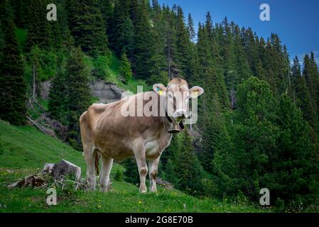 Bétail gris tyrolien dans un pâturage, Alpe di Siusi, Tyrol du Sud, Italie Banque D'Images