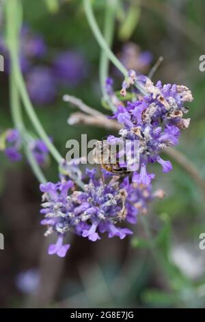 Abeille pollinisant des fleurs de lavande dans un jardin en juillet, Angleterre, Royaume-Uni Banque D'Images