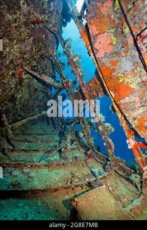 Intérieur avec épave de Sponge (Porifera), voilier, Mer Rouge, Abu Galawa, Fury Shoals, Égypte Banque D'Images