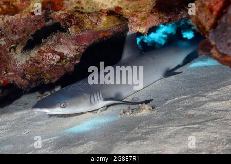 Requin de récif juvénile à pointe blanche (Triaenodon obesus) situé sous un bloc de corail dans le sable, Mer Rouge, récif de Daedalus, Égypte Banque D'Images