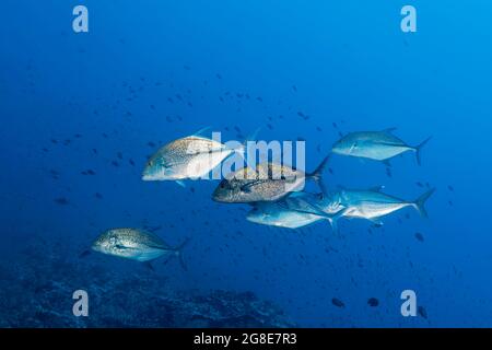 Calaque de trévallis de thon rouge (Caranx melampygus) pourchassant de petits poissons sur le récif de corail, mer Rouge, récif de Daedalus, Égypte Banque D'Images