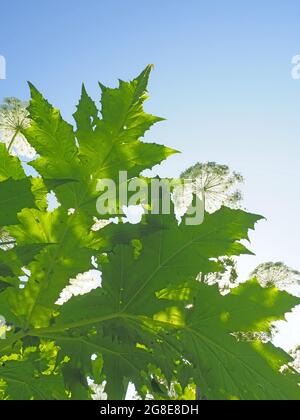 Heracleum mantegazzianum, feuilles, Solms, Hesse Banque D'Images