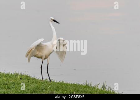 Grande fourrager d'Ardea alba, lac Kerkini, Macédoine, Grèce Banque D'Images