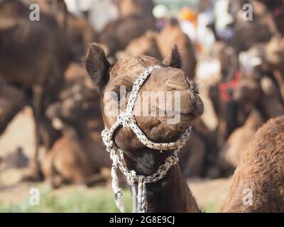 Dromadaire (Camelus dromedarius), Portrait, marché de Camel, Pushkar Mela, Pushkar, Rajasthan, Inde Banque D'Images