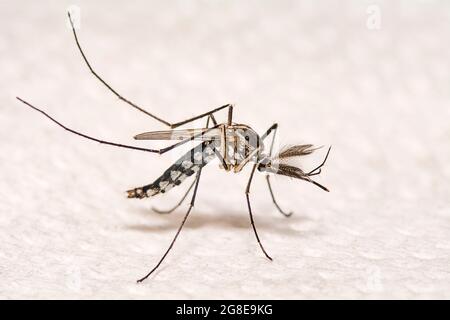 Gros plan Aedes aegypti ou moustique de maison commune. Banque D'Images