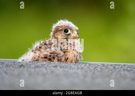 Common Common Common Kestrel (Falco tinnunculus), jeune oiseau pas encore en mesure de voler se trouve dans un caniveau, Vulkaneifel, Rhénanie-Palatinat, Allemagne Banque D'Images