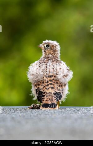 Le Kestrel commun (Falco tinnunculus), qui ne vole pas encore de jeune oiseau avec la souris, Vulkaneifel, Rhénanie-Palatinat, Allemagne Banque D'Images