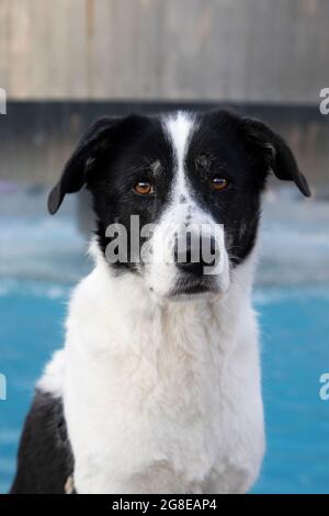 Chien noir et blanc à la fontaine de la place Dizengoff de tel Aviv Banque D'Images