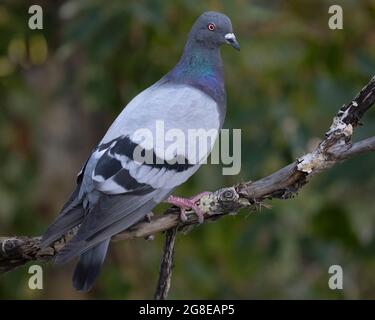 Pigeon également connu sous le nom de Rock Dove perché sur une branche d'arbre (Columba livia) Banque D'Images