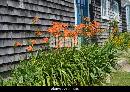 Un chevalet de lys tigres illumine les bardeaux abîmés d'une maison le long de la route principale de l'île Mohegan, Maine. Banque D'Images