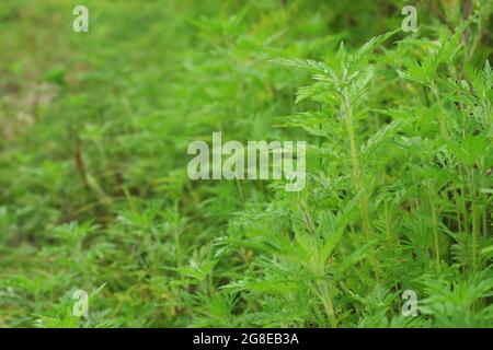 Des buissons moelleux de jeunes herbes ragadventices qui poussent le long de la route. Le pollen d'herbe à poux pendant la floraison provoque des allergies. Mise au point sélective. Banque D'Images