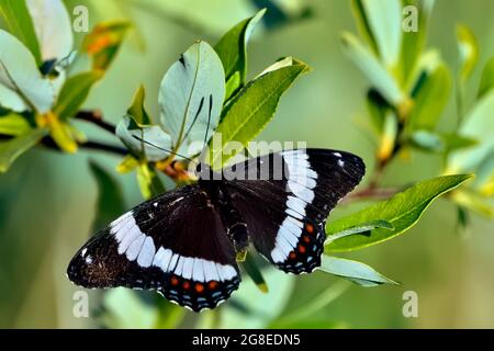 Un papillon amiral blanc, le Limenitis arthemis, qui se trouve sur des feuilles vertes dans les régions rurales de l'Alberta au Canada. Banque D'Images