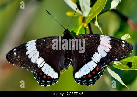 Un papillon amiral blanc, Limenitis arthemis, qui fourrabe sur quelques feuilles vertes dans les régions rurales du Canada de l'Alberta. Banque D'Images