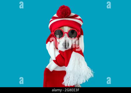 Chien portant des lunettes de soleil rouges, chapeau tricoté et foulard assis et regardant l'appareil photo isolé sur fond bleu Banque D'Images