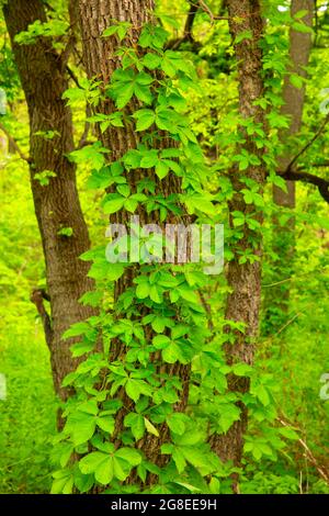 Virginia rampante le long de Cottonwood nature Trail, DeSoto National Wildlife refuge, Iowa Banque D'Images