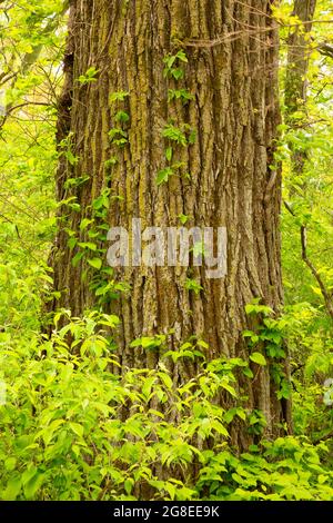 Tronc de Cottonwood le long de Cottonwood nature Trail, DeSoto National Wildlife refuge, Iowa Banque D'Images