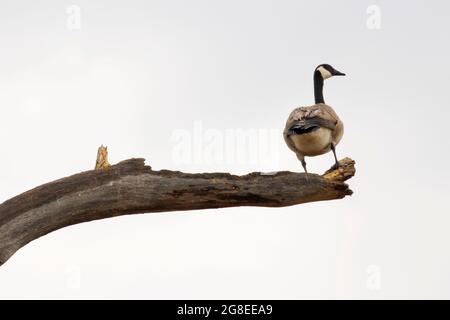 Canada Goose, réserve naturelle nationale DeSoto, Iowa Banque D'Images